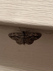 Anavitrinella pampinaria