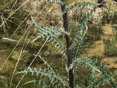 Cirsium vinaceum