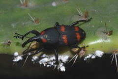 Cactophagus spinolae