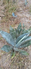 Agave asperrima