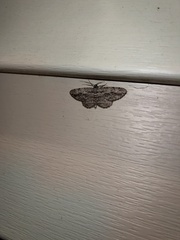 Anavitrinella pampinaria