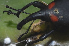 Cactophagus spinolae