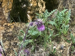 Cirsium vinaceum