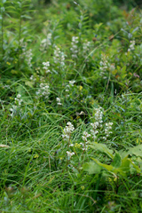 Pyrola americana