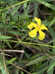 Hypericum tenuifolium