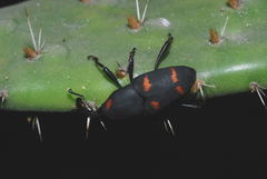Cactophagus spinolae