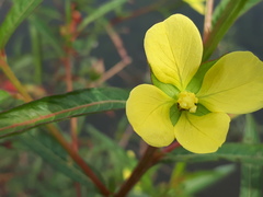 Ludwigia bonariensis
