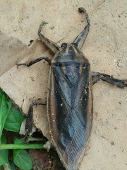 Lethocerus indicus