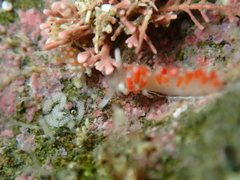 Coryphellina albomarginata