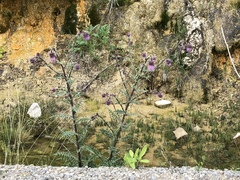 Cirsium vinaceum