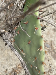 Opuntia × vaseyi