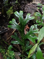 Selaginella doederleinii