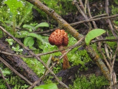 Fungi
