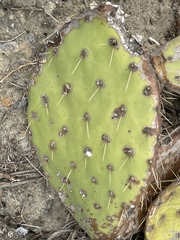 Opuntia × vaseyi