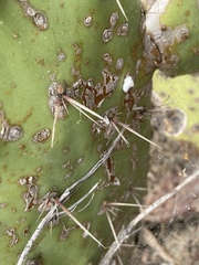Opuntia × vaseyi