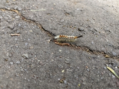 Orgyia pseudotsugata