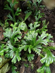 Selaginella doederleinii