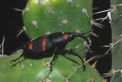 Cactophagus spinolae
