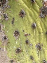 Opuntia × vaseyi