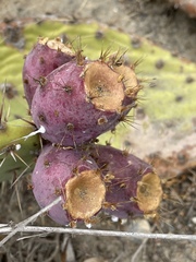 Opuntia × vaseyi