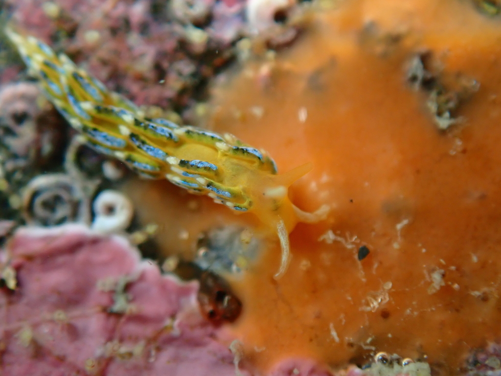 Tenellia scintillans
