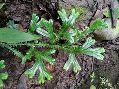 Selaginella doederleinii