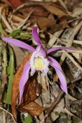 Pleione praecox
