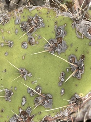 Opuntia × vaseyi