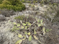 Opuntia × vaseyi