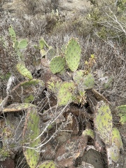 Opuntia × vaseyi