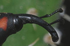 Cactophagus spinolae