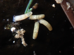 Caecum californicum