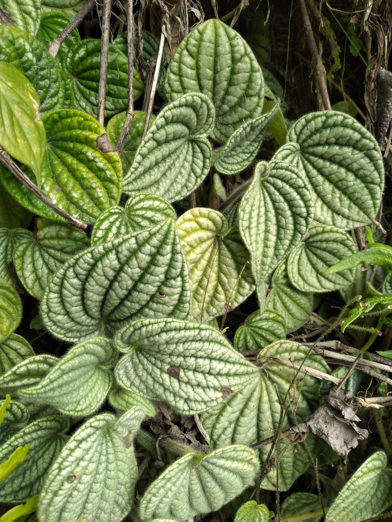 Peperomia albovittata