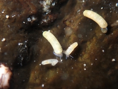 Caecum californicum