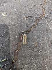 Orgyia pseudotsugata