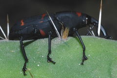 Cactophagus spinolae