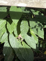 Brugmansia suaveolens