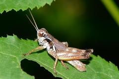Melanoplus mancus