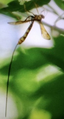 Megarhyssa macrurus icterosticta