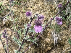 Cirsium vinaceum