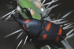 Cactophagus spinolae