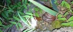 Nesiohelix moreletiana