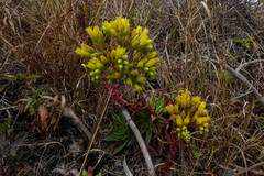Dudleya farinosa