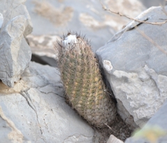 Coryphantha durangensis