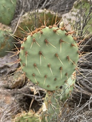 Opuntia × vaseyi