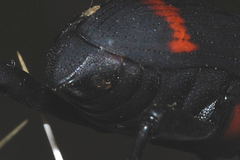 Cactophagus spinolae