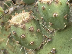 Opuntia × vaseyi