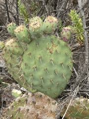 Opuntia × vaseyi