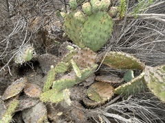 Opuntia × vaseyi