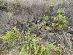Opuntia × vaseyi